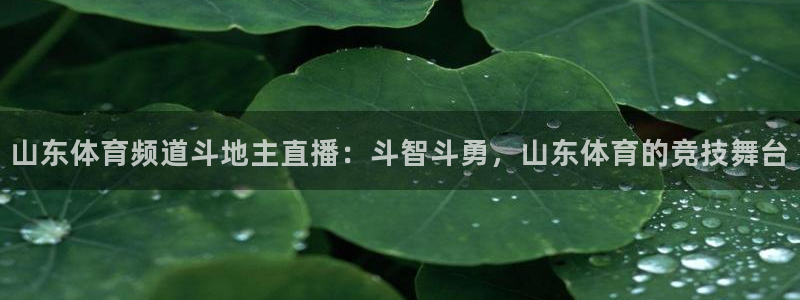 山东体育频道斗地主直播：斗智斗勇，山东体育的竞技舞台