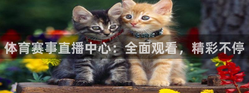 体育赛事直播中心：全面观看，精彩不停